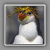 Royal penguin, portrait