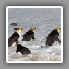 Royal Penguins, coming up from sea