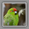 Red-crowned Parakeet, portrait