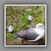 Whitecapped albatross