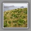 Bulbinella rossii, Cambell Island