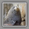 Fur Seal, male