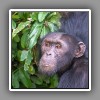 Chimpanzee-1