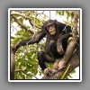 Chimpanzee-2