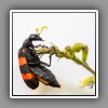 Two-banded Blister Beetle