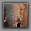 Elephant, portrait
