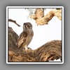 Verrauxs Eagle -owl