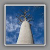 Baobab tree_1