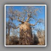 Baobab tree_2