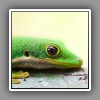 Four-spotted Day Gecko