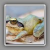 Leaf-litter Frog