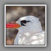 Red-tailed Tropicbird_2