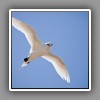 Red-tailed Tropicbird_3