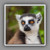 Ring-tailed Lemur, portrait