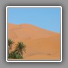 23 Erg Chebbi, Palms in sand dunes