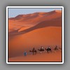 26 Erg Chebbi, camel  caravan