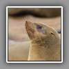 Cape Fur Seal, portrait