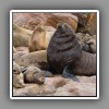 Cape Fur Seal_1