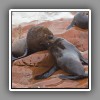 Cape Fur Seal_2