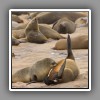 Cape Fur Seal_3