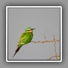 Green Bee-eater-