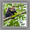 Chimpanzee_2