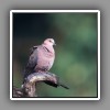 African Mourning Dove