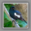 Seychelles Magpie Robin