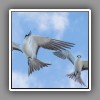 Sooty Terns (2)