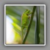 Palm chameleon