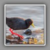 Black Crake