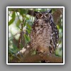 Cape Eagle-Owl