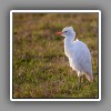 Cattle Egret