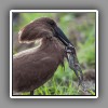 Hamerkop