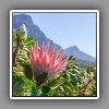 Protea, Table Mountain