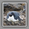Adelie penguin on nest
