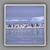 Adelie Penguins, on icefloe