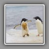 Adelie penguins on iceflow