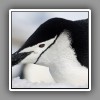 Chinstrap penguin, portrait