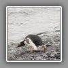 Gentoo penguin, diving into the sea