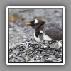 Gentoo Penguin, on nest