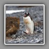 Gentoo penguin with stone for the nest