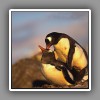 Gentoo Penguins, mating