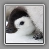 10_Emperor Penguin chick