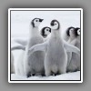 13_Emperor Penguin chicks