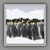 15_Emperor Penguins