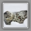 16_Weddell Seal