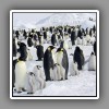 2_Emperor penguins colony