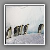 3_Emperor penguins