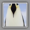 5_Emperor penguin